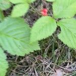 Rubus saxatilis Blad