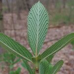 Viburnum sieboldii Φύλλο