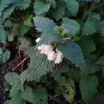 Lamium flexuosum Lapas