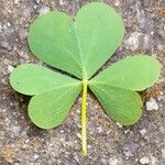 Oxalis dillenii Blatt