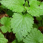 Lamium garganicum Fuelha