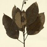 Pourouma ovata Hoja