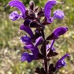 Salvia pratensis Blomst