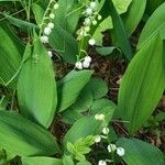 Convallaria majalisBlüte