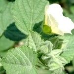 Sida cordifolia Flor