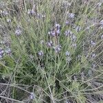 Lavandula multifida Flower