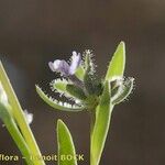 Linaria micrantha Άλλα