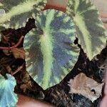 Begonia cleopatrae Lapas