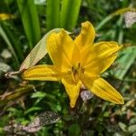 Hemerocallis minor Flors