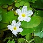 Nymphoides cristata Flor