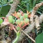 Jatropha podagrica Fruit