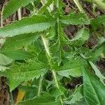 Papaver bracteatum Blad