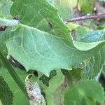 Hieracium sabaudum Blad