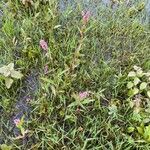 Persicaria amphibia Kvet