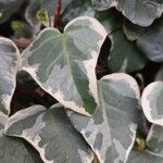 Hedera algeriensisLeaf