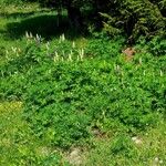 Lupinus perennis Habitat