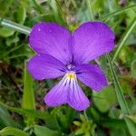 Viola calcarata Žiedas