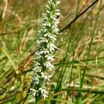 Platanthera elegans Hábito