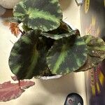 Begonia cleopatrae List