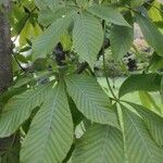 Aesculus flava Blatt