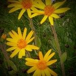 Arnica montana Flower