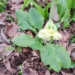 Primula elatior Blatt