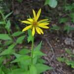 Verbesina helianthoides Flower