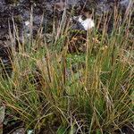 Ptilagrostis yadongensis Habit