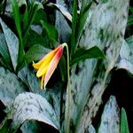 Erythronium americanum Lorea