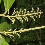 Miconia trinervia Fruit