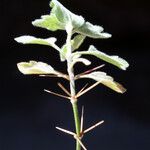 Acanthoprasium frutescens Leaf