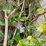 Vinca major Habit