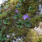 Ramonda serbica Habitus