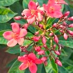 Jatropha integerrimaКветка