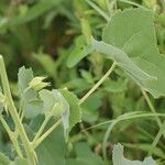 Barleria eranthemoides Frunză