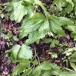 Cardamine heptaphylla ഇല