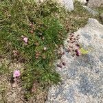 Armeria multiceps Квітка