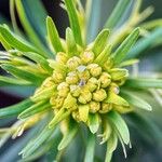 Euphorbia cyparissias Blomma