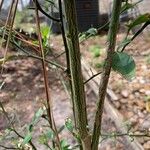 Poncirus trifoliata Corteza