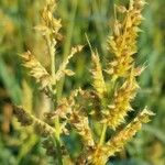 Carex vulpinoidea Цвят