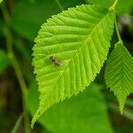 Ulmus rubra Leaf