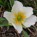 Ranunculus kuepferi Flower