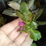 Elatine hexandra Arall
