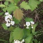 Crataegus douglasii Levél