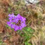 Verbena bipinnatifida Цвят