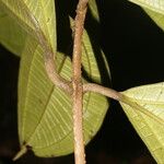 Henriettea odorata Leaf