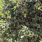 Ficus rubiginosa Alkat (teljes növény)