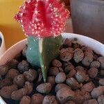 Gymnocalycium mihanovichii 果