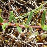 Helianthemum apenninum Leaf