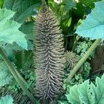 Gunnera tinctoria花